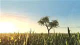 Tree_in_Field